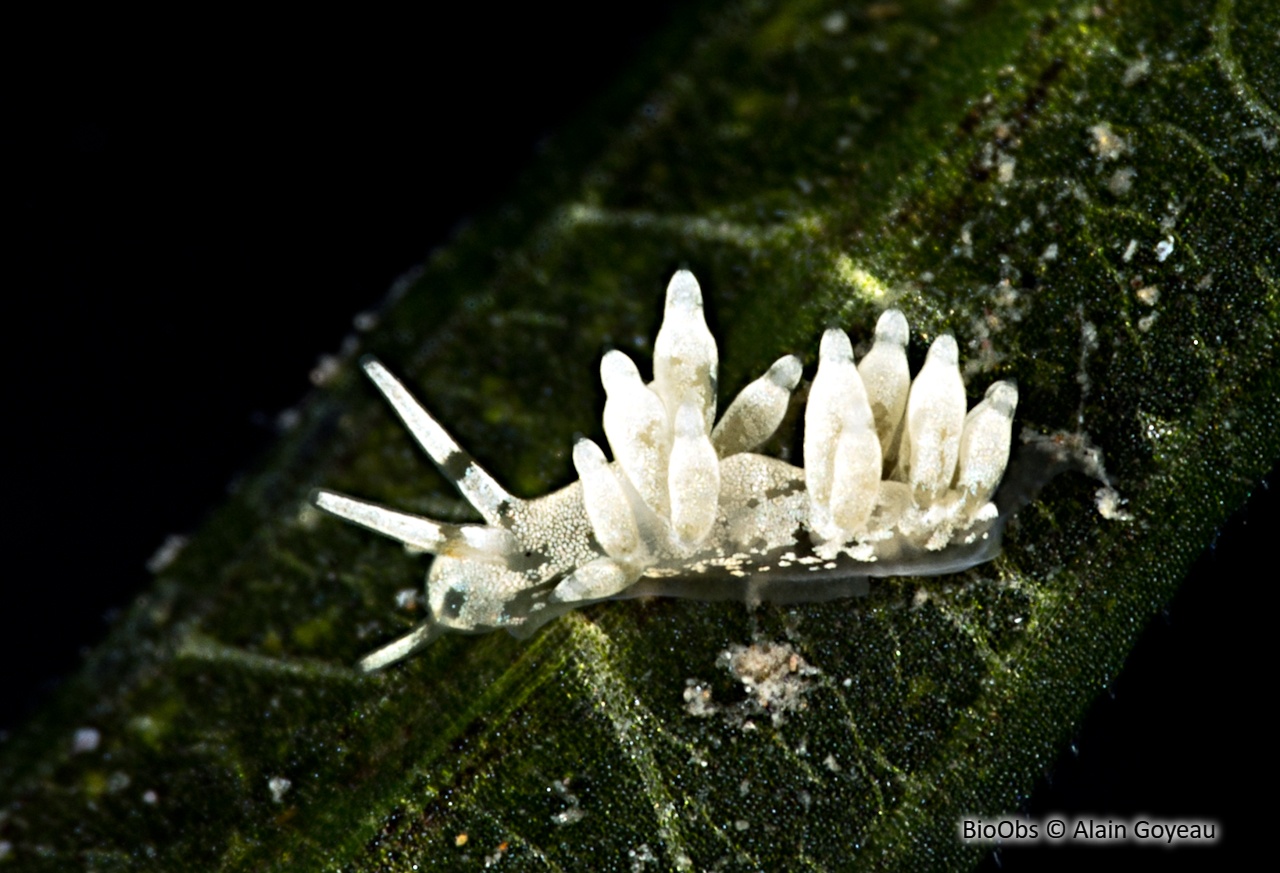 Cuthona tina - Cuthona tina - Alain Goyeau - BioObs