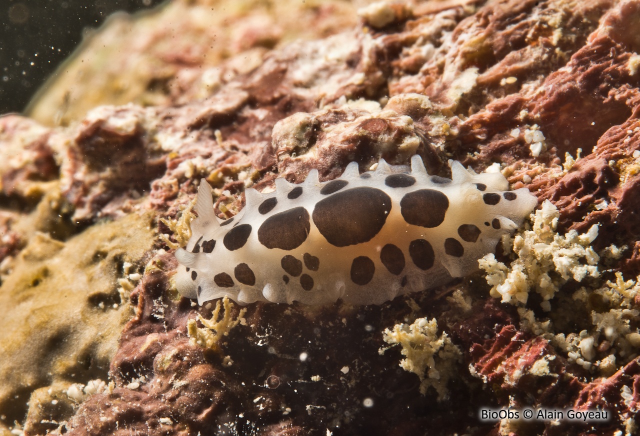 Dendrodoris karukeraensis - Dendrodoris karukeraensis - Alain Goyeau - BioObs