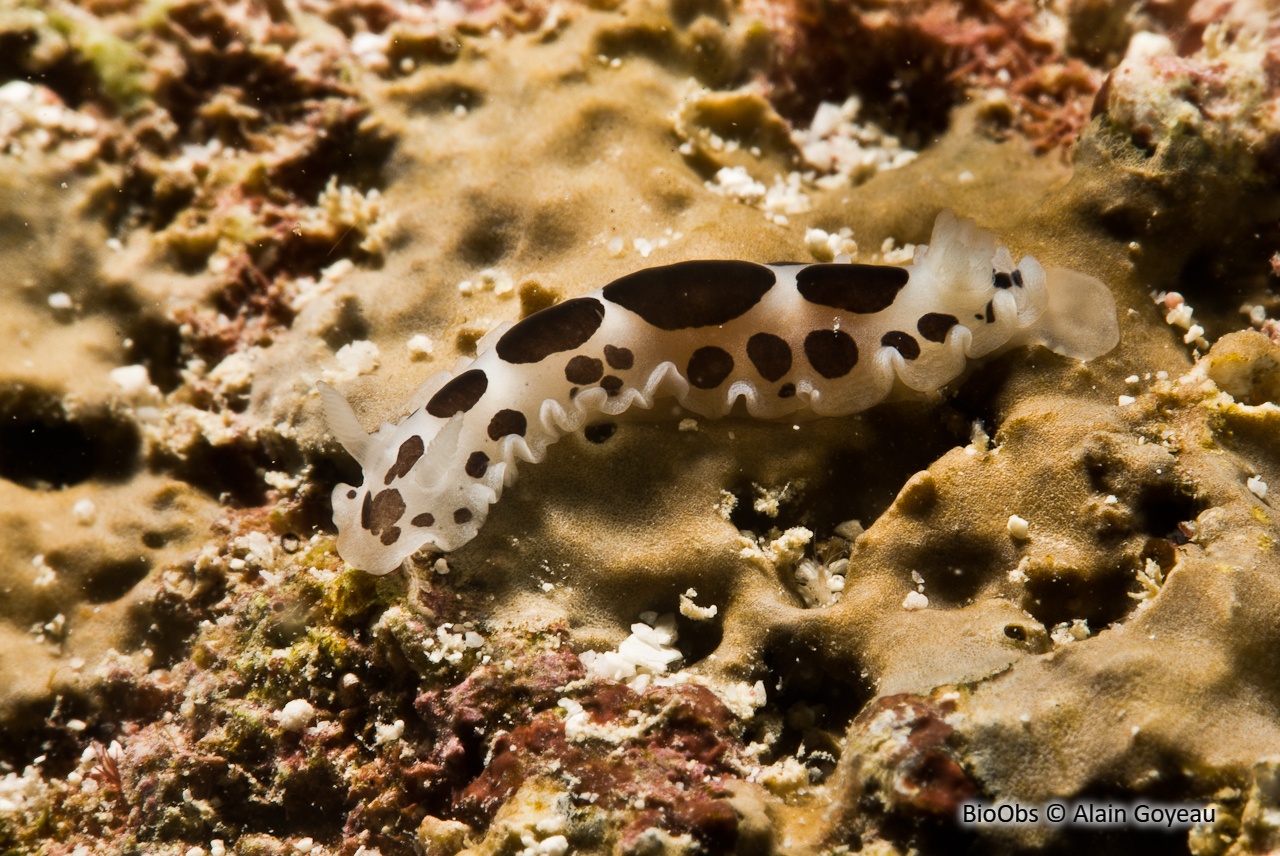 Dendrodoris karukeraensis - Dendrodoris karukeraensis - Alain Goyeau - BioObs