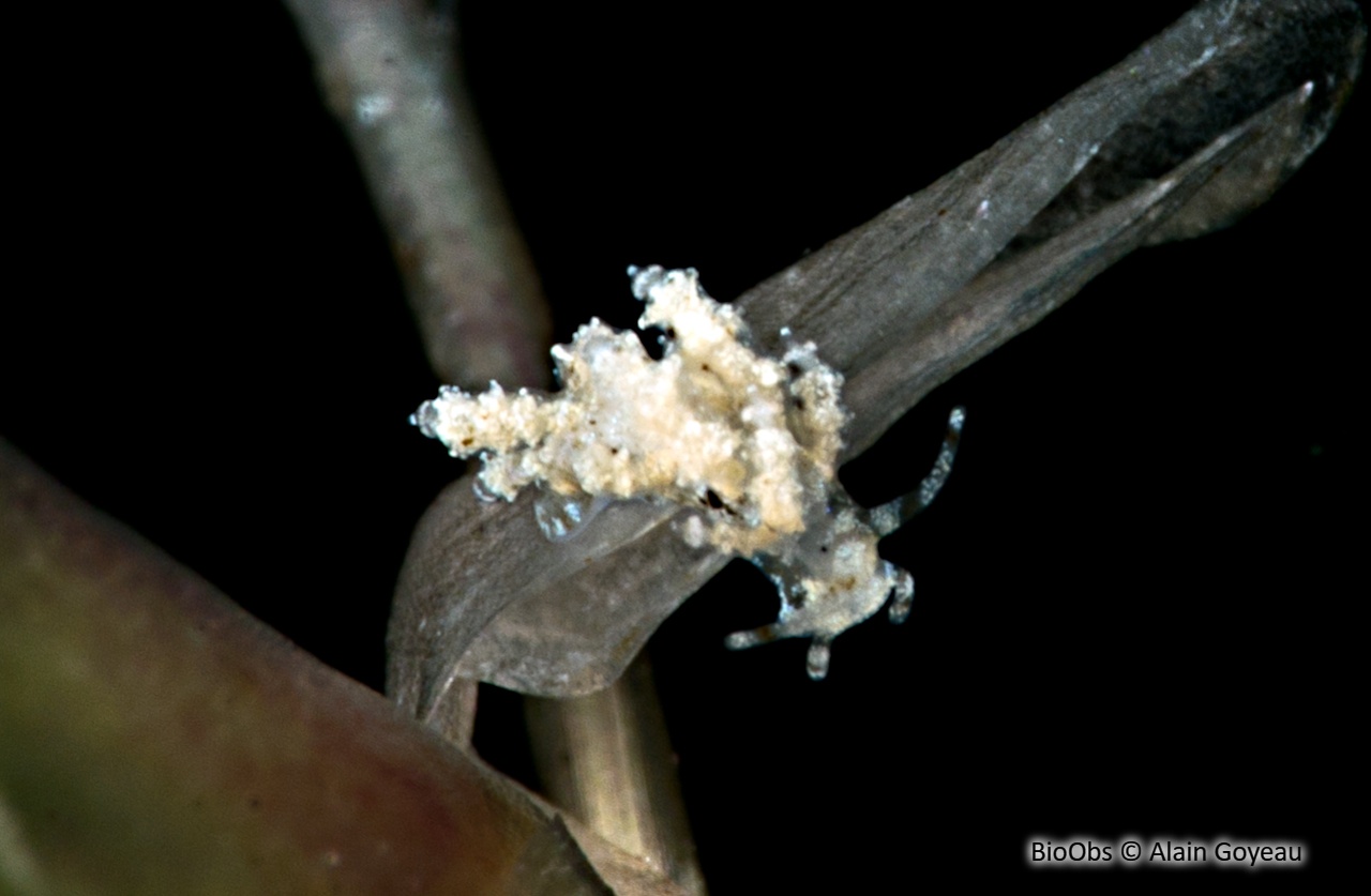 Eubranchus conique - Eubranchus conicla - Alain Goyeau - BioObs