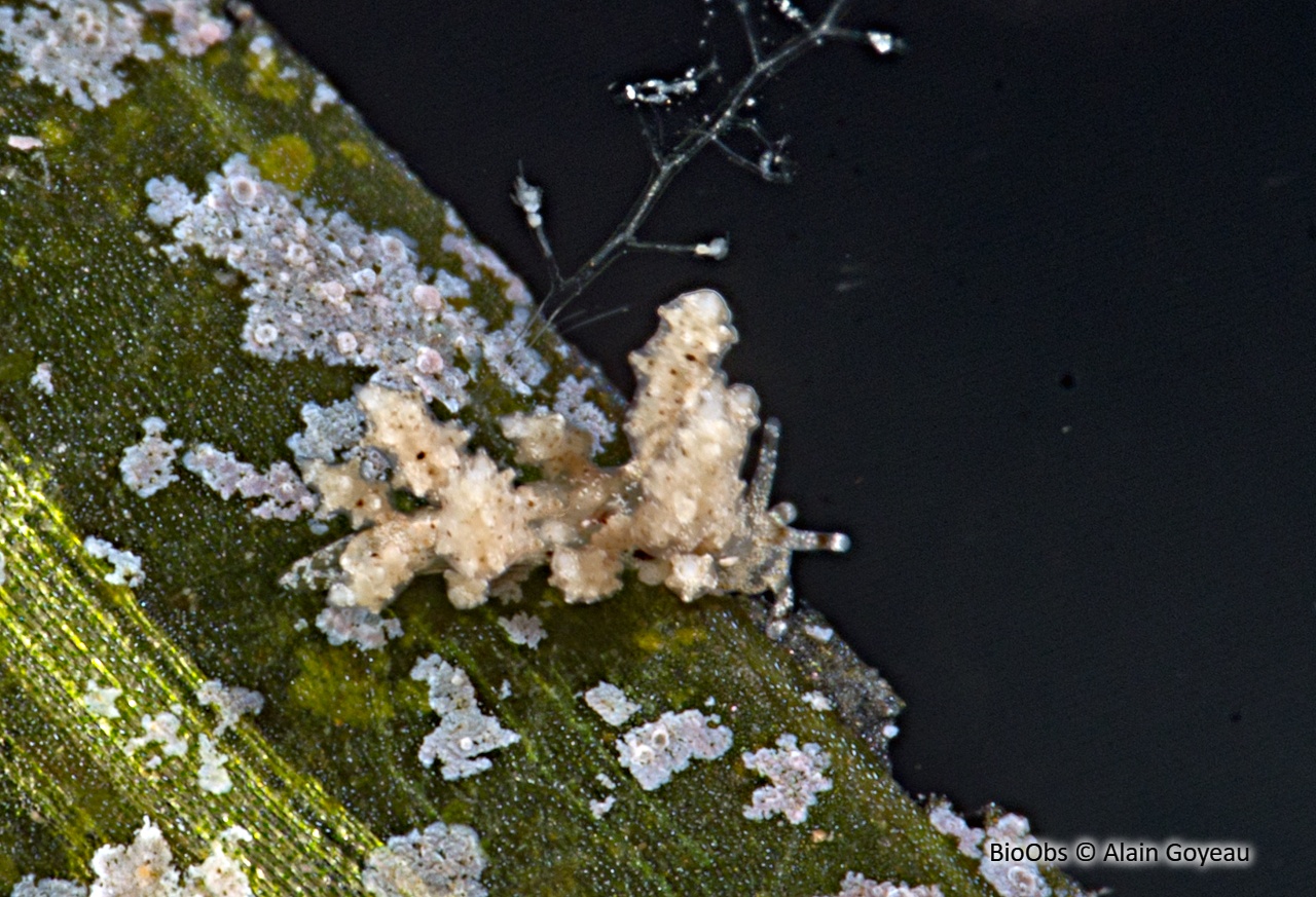 Eubranchus conique - Eubranchus conicla - Alain Goyeau - BioObs