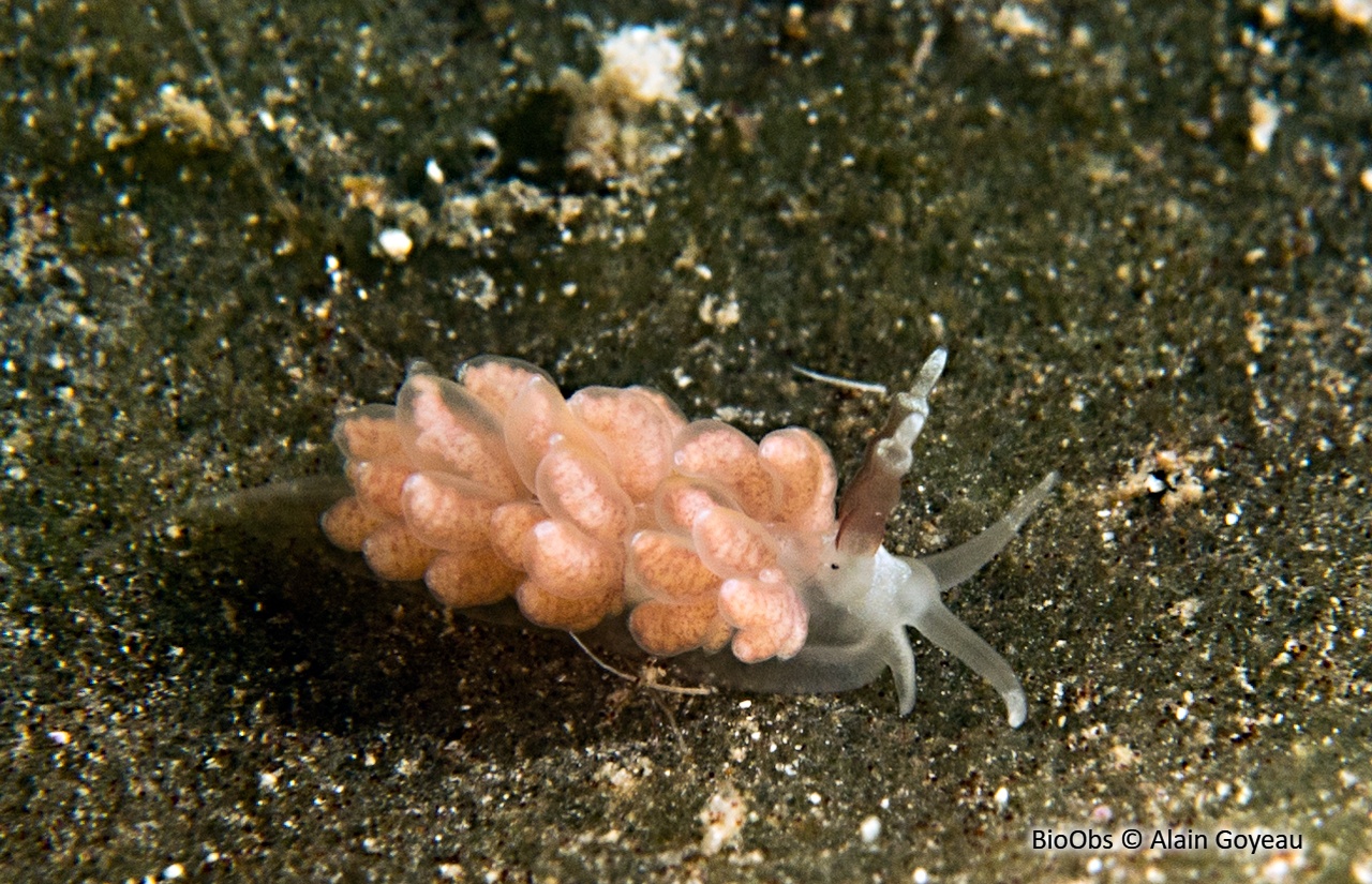 Favorinus à longues oreilles - Favorinus auritulus - Alain Goyeau - BioObs