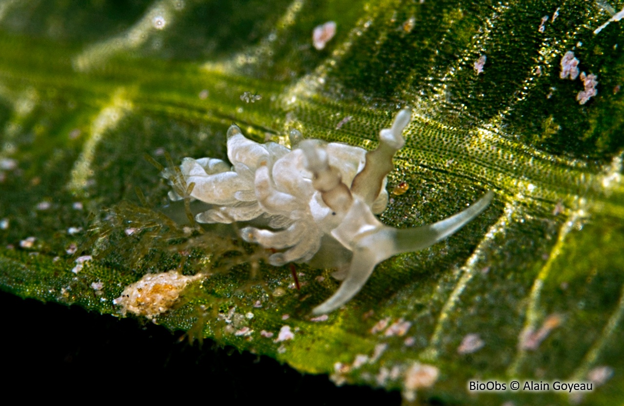 Favorinus à longues oreilles - Favorinus auritulus - Alain Goyeau - BioObs