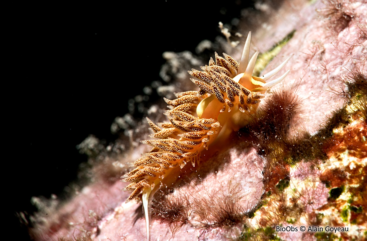 Flabelline à ligne jaune - Flabellina verta - Alain Goyeau - BioObs