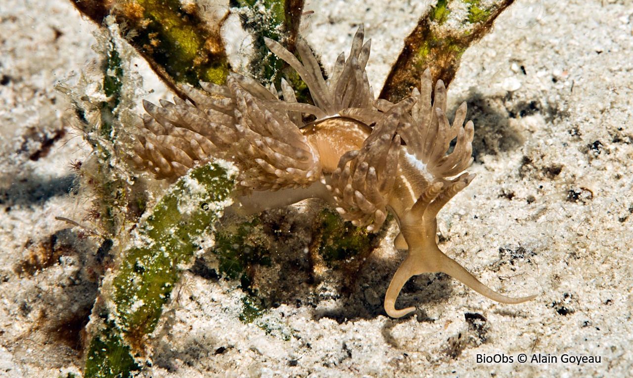 Dondice cassiopée - Nanuca parguerensis - Alain Goyeau - BioObs