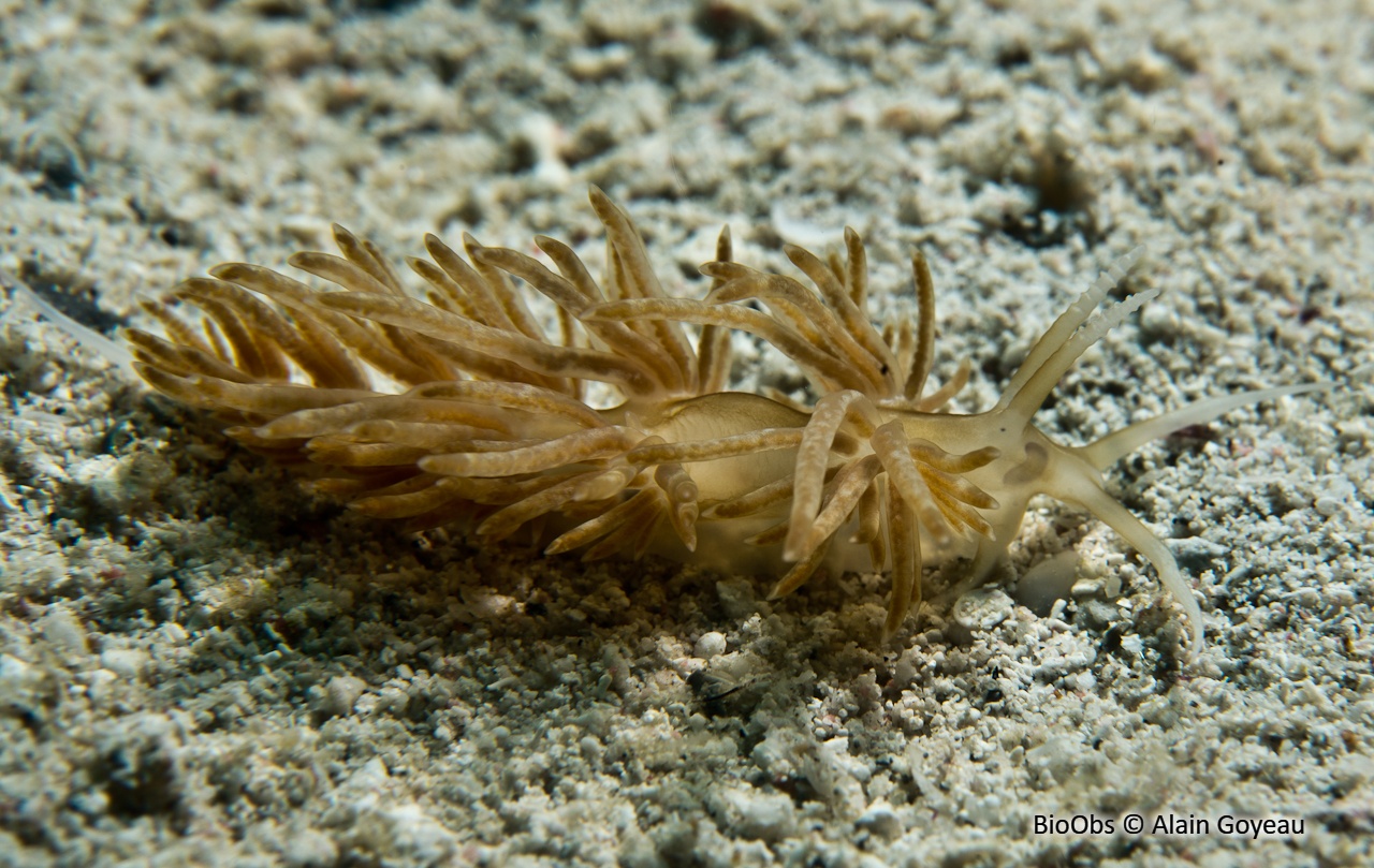 Dondice cassiopée - Nanuca parguerensis - Alain Goyeau - BioObs