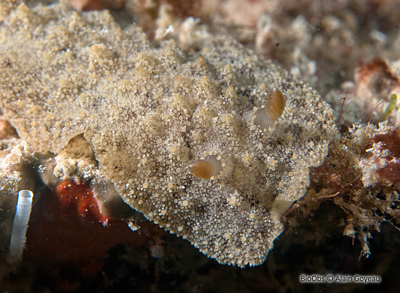 Sclerodoris prea - Sclerodoris prea - Alain Goyeau - BioObs