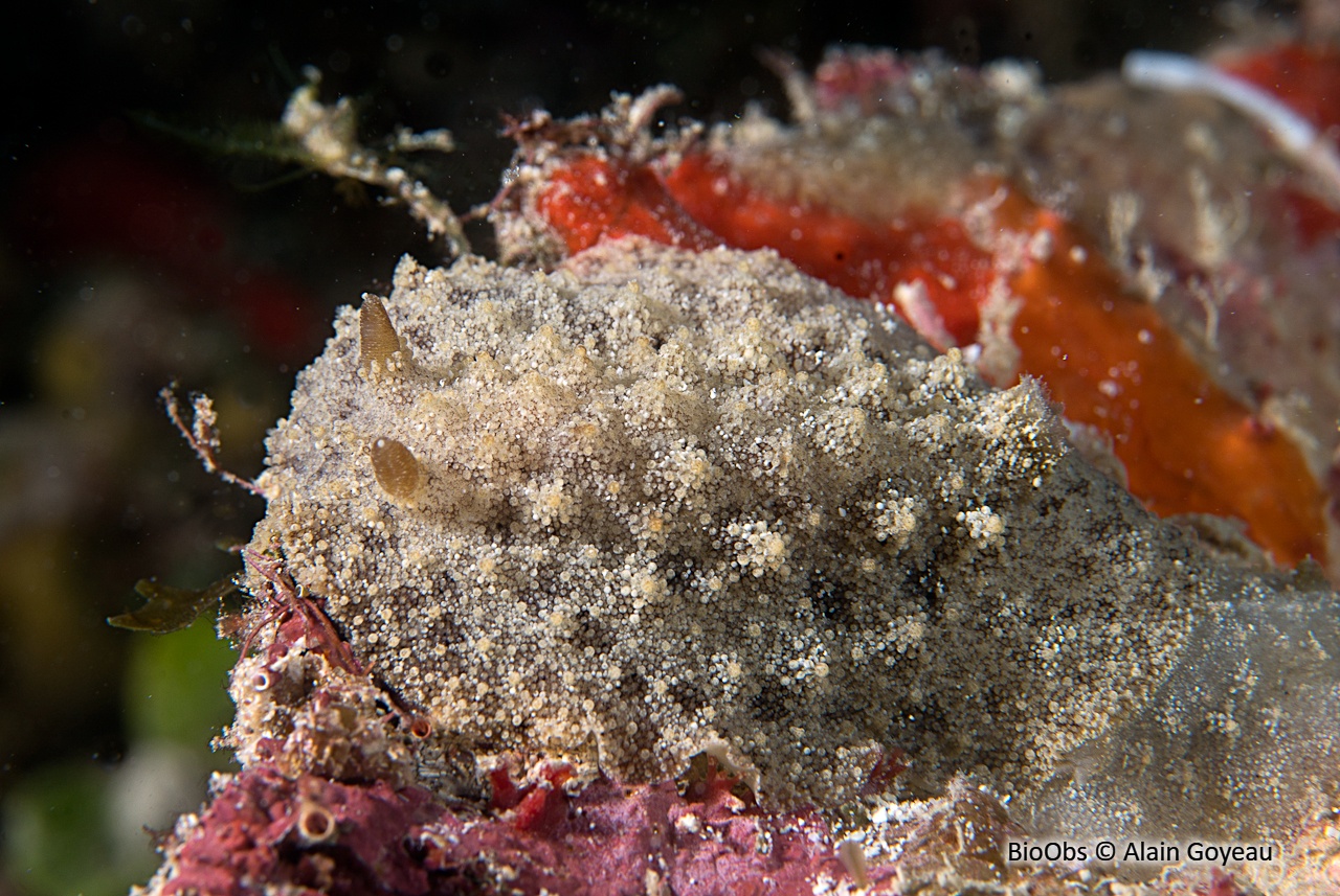 Sclerodoris prea - Sclerodoris prea - Alain Goyeau - BioObs