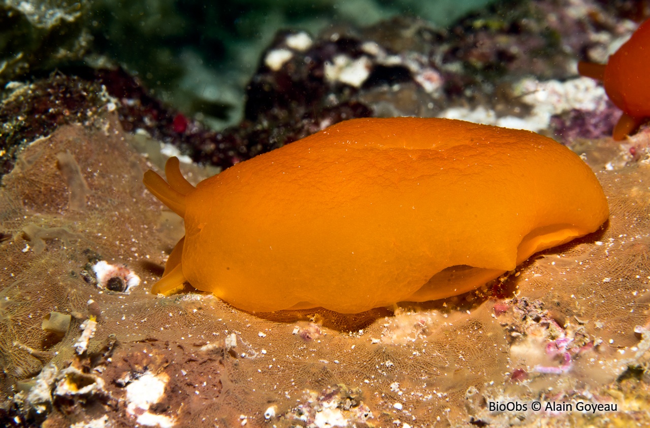 Pleurobranche abricot - Berthellina quadridens - Alain Goyeau - BioObs