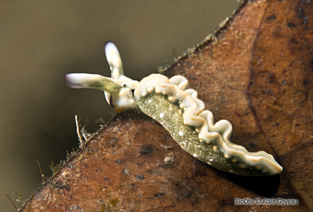 Thuridille malachite - Thuridilla malaquita - Alain Goyeau - BioObs