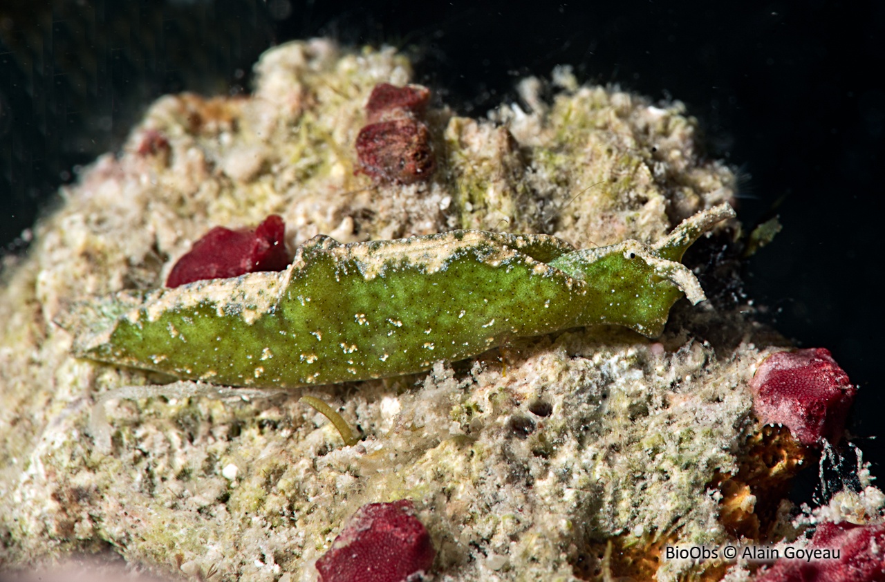 Elysie Tuca - Elysia velutinus - Alain Goyeau - BioObs