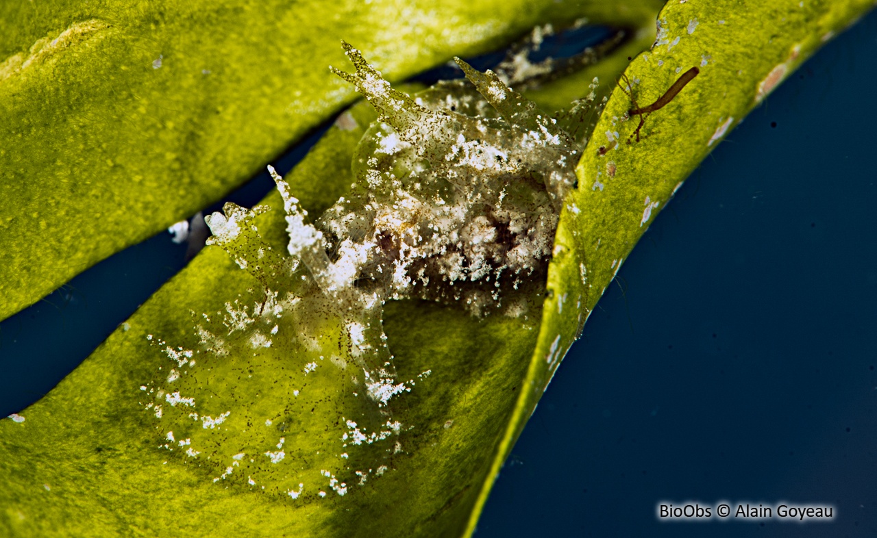 Melibe d'Ariane - Melibe arianeae - Alain Goyeau - BioObs