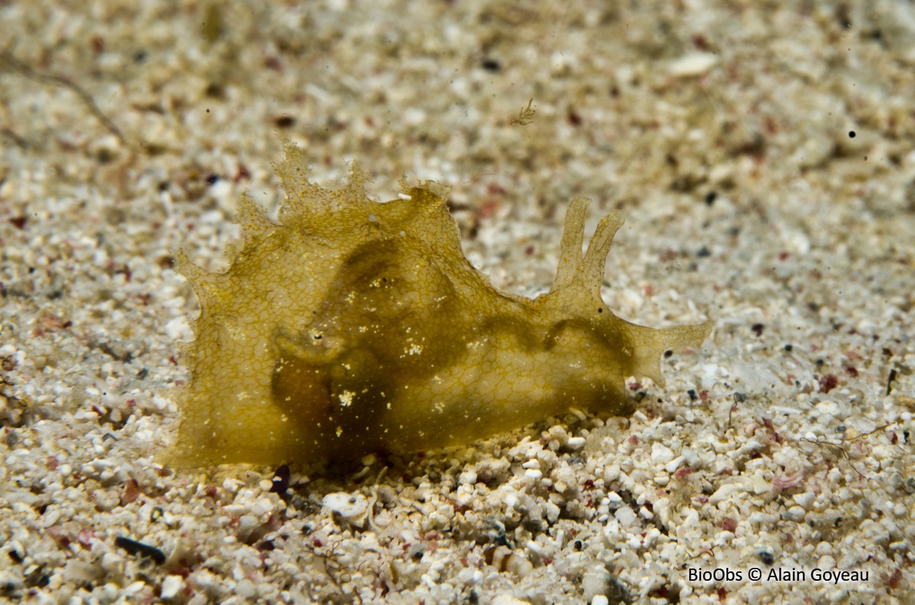 Lièvre de mer ponctué - Notarchus punctatus - Alain Goyeau - BioObs