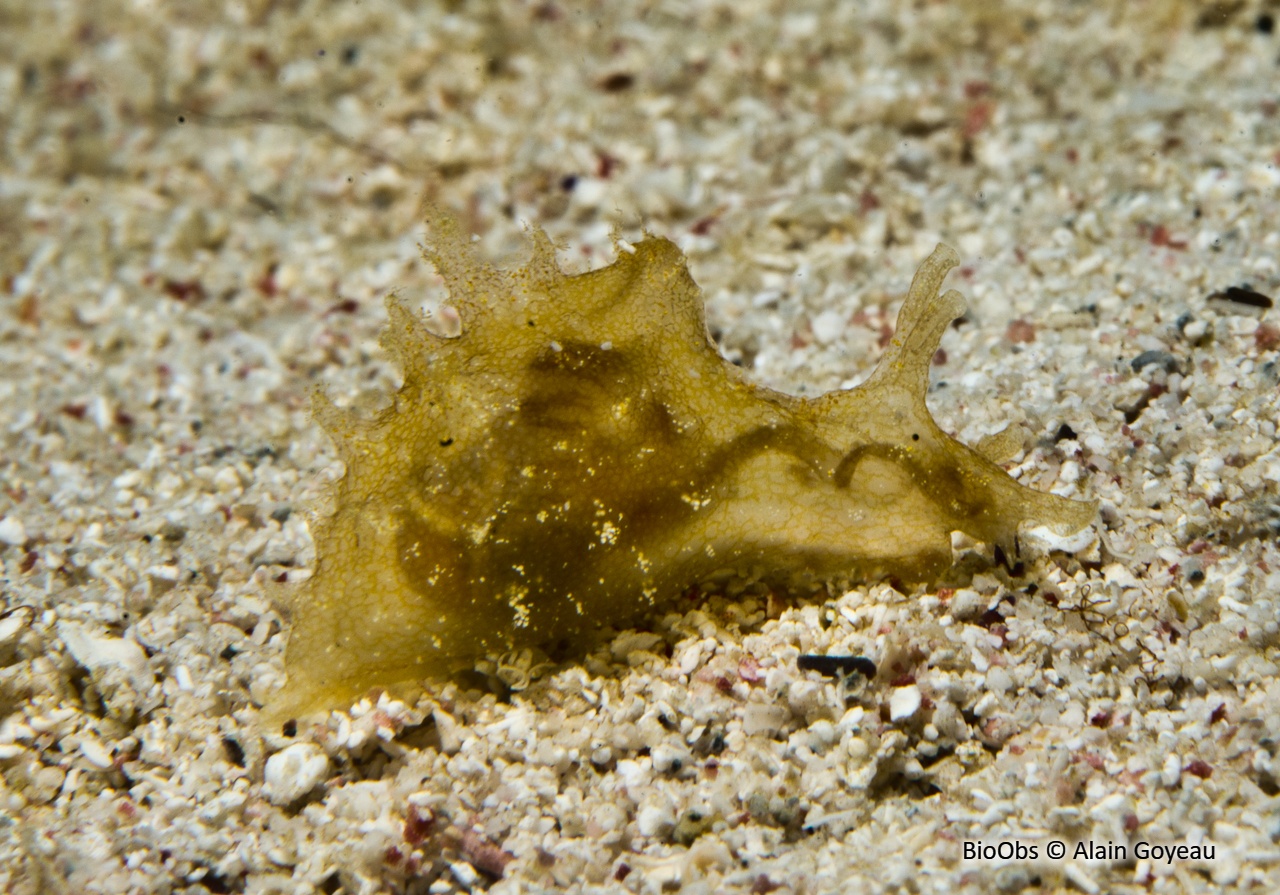 Lièvre de mer ponctué - Notarchus punctatus - Alain Goyeau - BioObs