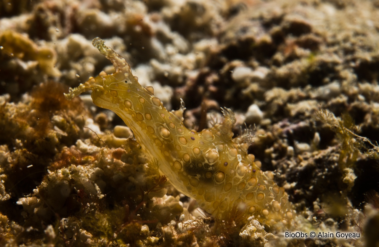 Aplysie ramifiée - Petalifera ramosa - Alain Goyeau - BioObs