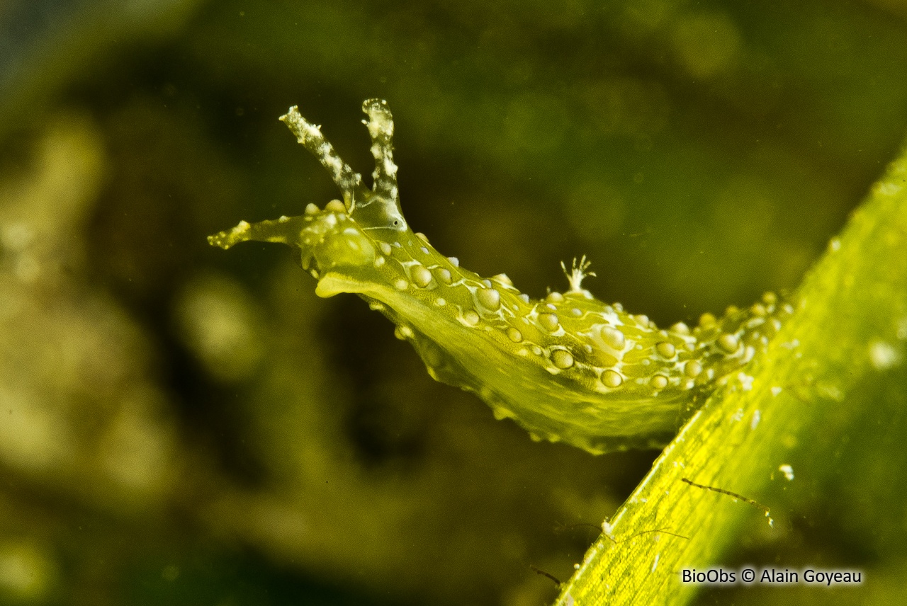 Aplysie ramifiée - Petalifera ramosa - Alain Goyeau - BioObs