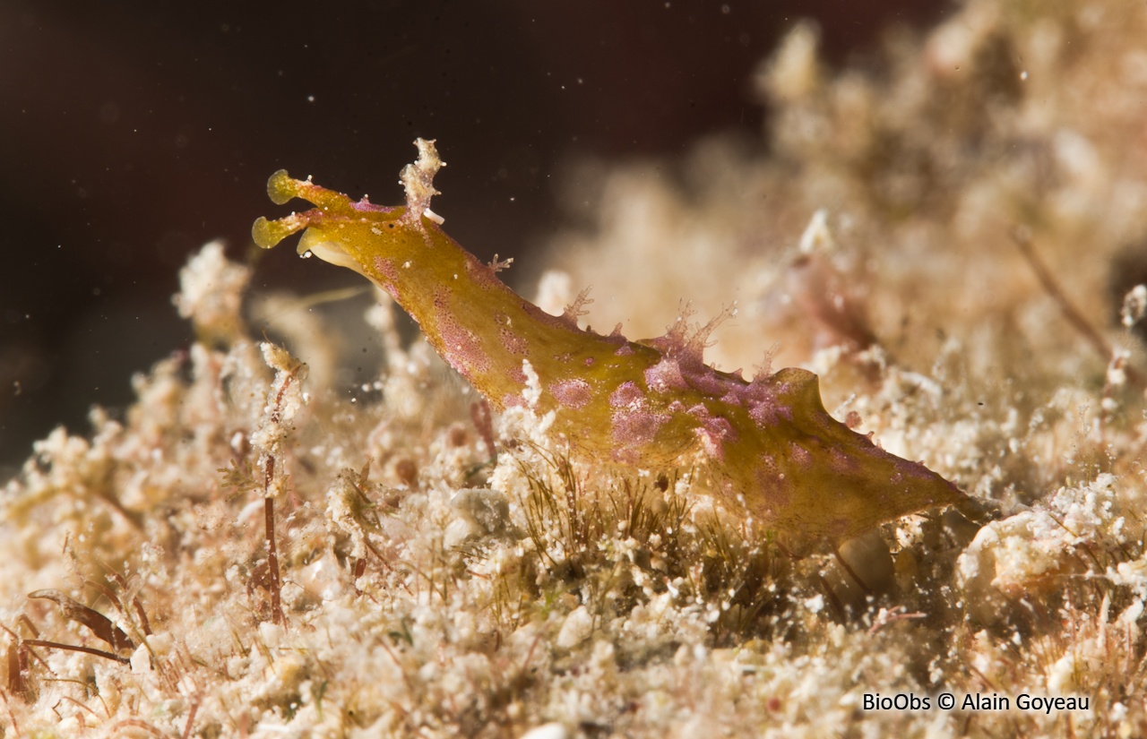 Aplysie ramifiée - Petalifera ramosa - Alain Goyeau - BioObs