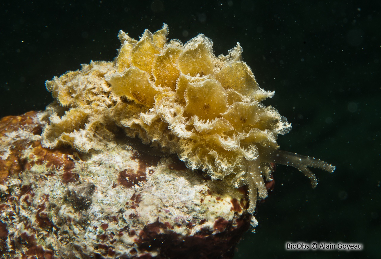 Polybranche de Schmekelae - Polybranchia schmekelae - Alain Goyeau - BioObs