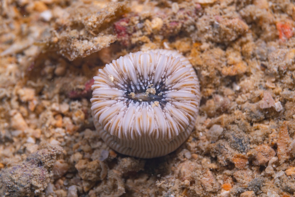 Dent de cochon circulaire - Heterocyathus aequicostatus - <a href=' https://www.inaturalist.org/photos/253209472 '>Damien Brouste</a>, <a  https://creativecommons.org/licenses/by-nc/4.0/ '>CC BY-NC 4.0</a>, via iNaturalist - BioObs