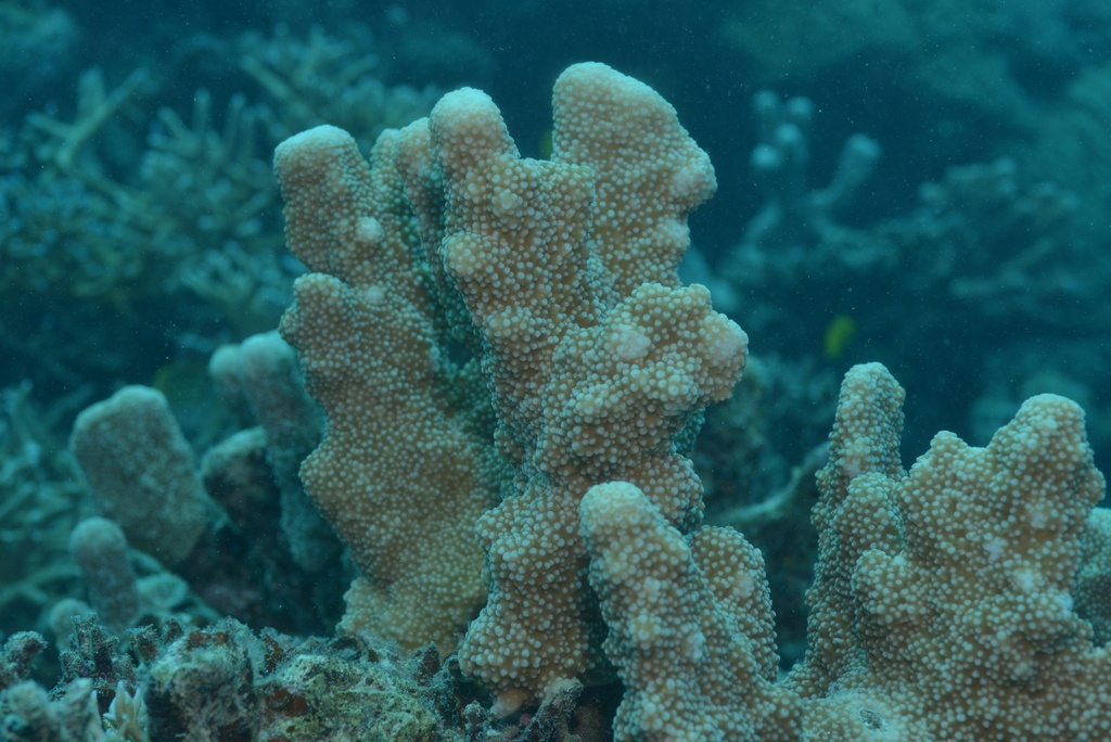 Isopora (genre) - Isopora - <a href=' https://www.inaturalist.org/photos/181153715 '>Pierre-Louis Stenger</a>, <a  https://creativecommons.org/licenses/by-nc/4.0/  '>CC BY-NC 4.0</a>, via iNaturalist - BioObs