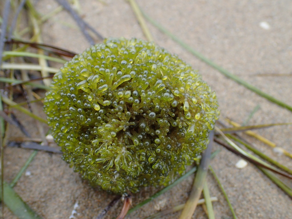 Valonie en pelote - Valonia aegagropila - <a href=' https://www.inaturalist.org/photos/240028209 '>Sylvain Piry</a>, <a href=' https://creativecommons.org/licenses/by-nc/4.0/ '>CC BY-NC 4.0</a>, via iNaturalist - BioObs