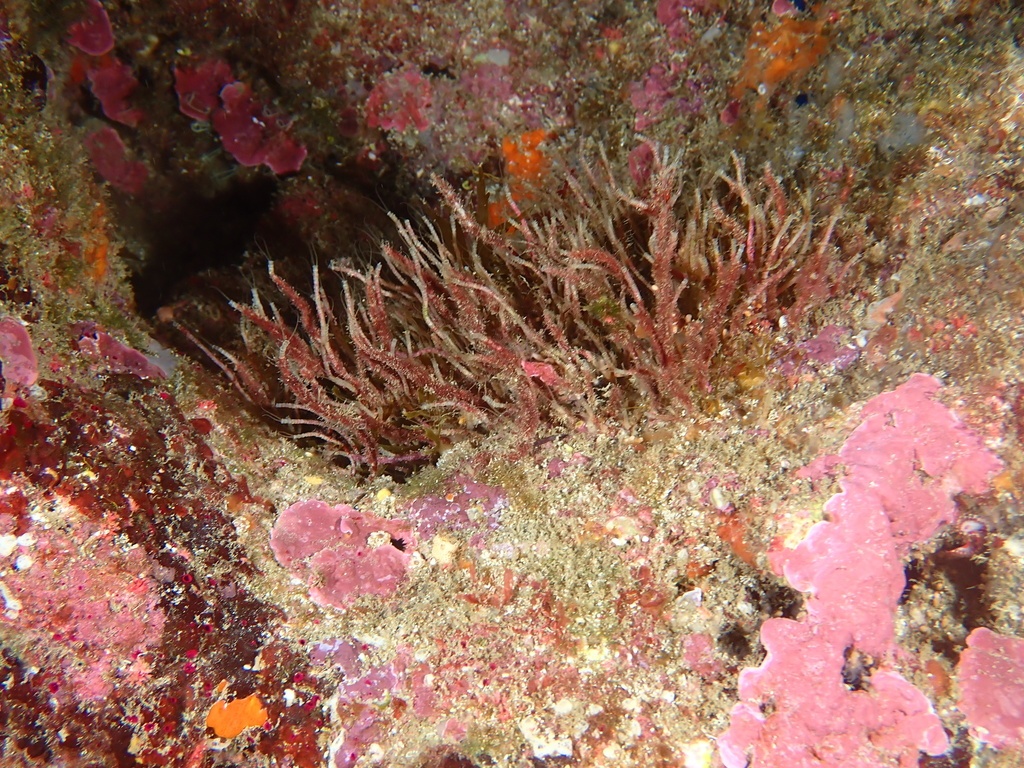 Phyllochaetoptère - Phyllochaetopterus socialis - <a href=' https://www.inaturalist.org/photos/496857912 '>Sébastien Lecomte</a>, <a href=' https://creativecommons.org/licenses/by-nc/4.0/ '>CC BY-NC 4.0</a>, via iNaturalist - BioObs