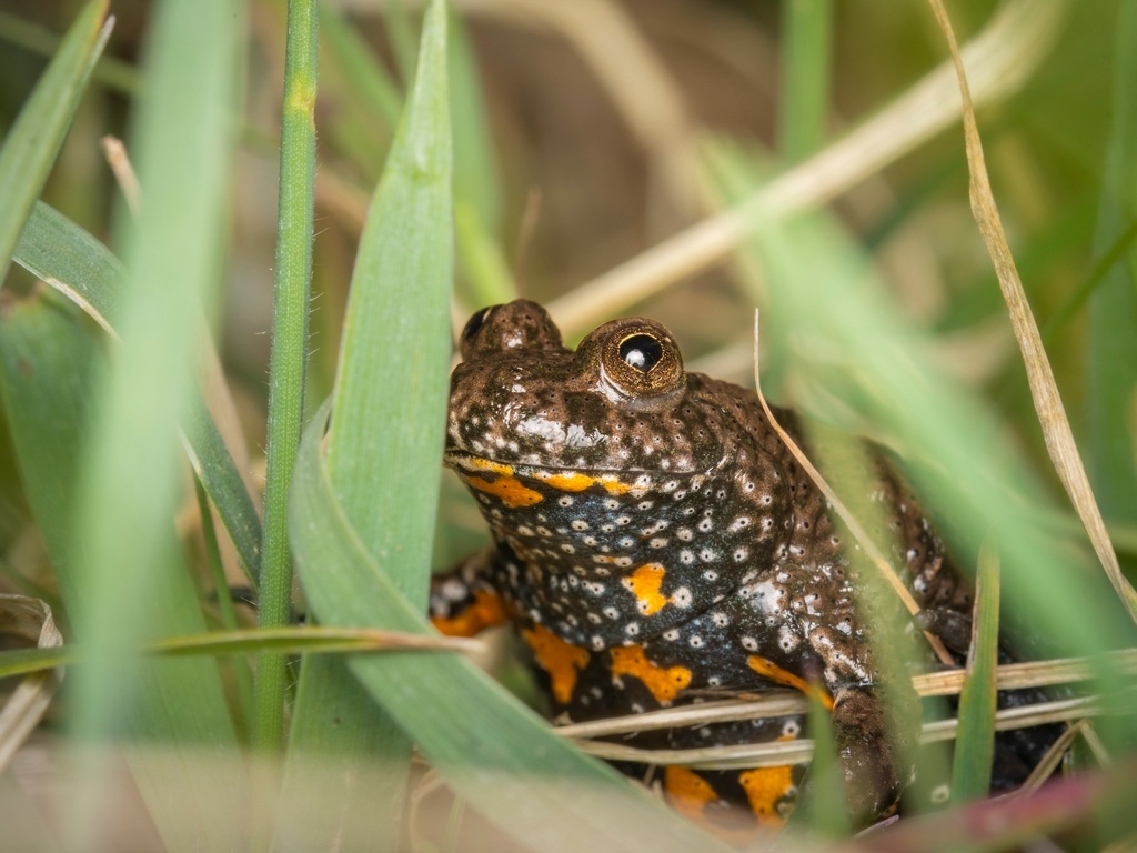 Crapaud sonneur à ventre de feu - Bombina bombina - <a href=' https://www.inaturalist.org/photos/483942746 '>ormr</>a, <a href=' https://creativecommons.org/licenses/by-nc/4.0/' >CC BY-NC 4.0</a>, via iNaturalist - BioObs