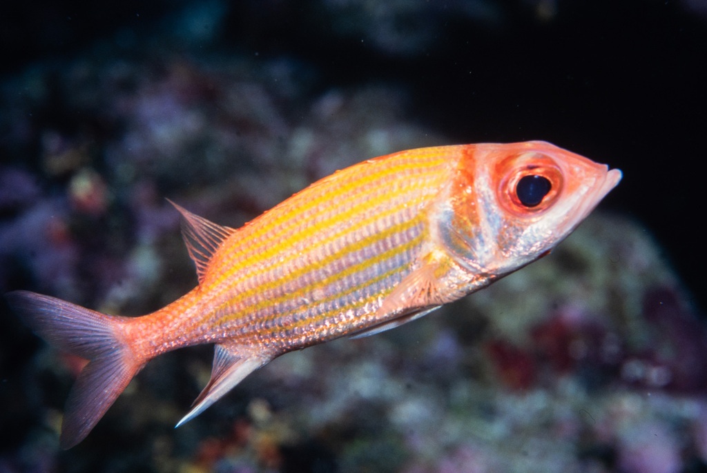 Poisson-écureuil à bandes jaunes - Neoniphon aurolineatus - <a href=' https://www.inaturalist.org/photos/324369548 '>Erik Schlögl</a>, <a href=' https://creativecommons.org/licenses/by-nc/4.0/ '>CC BY-NC 4.0</a>, via iNaturalist - BioObs