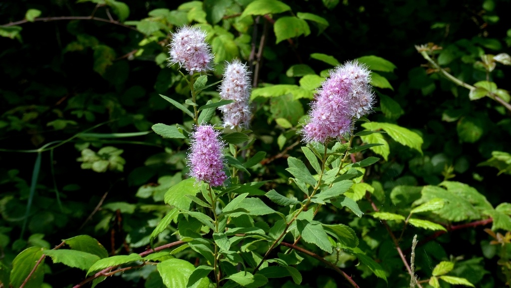 Spirée à feuilles de saule - Spiraea salicifolia - <a href=' https://www.inaturalist.org/photos/547979464 '>Patrick Le Mao</a>, <a href=' https://creativecommons.org/licenses/by-nc/4.0/ '>CC BY-NC 4.0</a>, via iNaturalist - BioObs