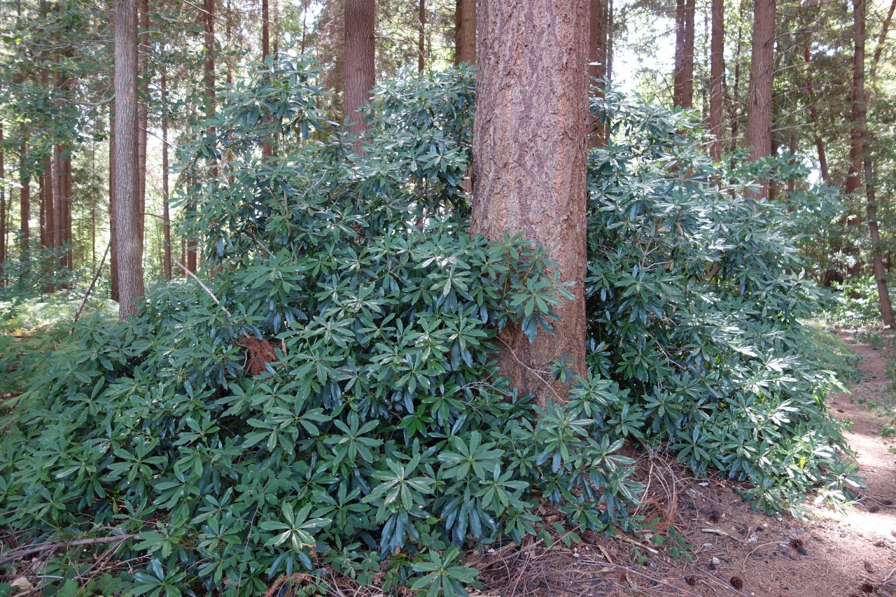 Rhododendron des parcs - Rhododendron ponticum - <a href=' https://www.inaturalist.org/photos/551726821 '>Clément Maouche</a>, <a href='  https://creativecommons.org/licenses/by/4.0/ '>CC BY 4.0</a>, via iNaturalist - BioObs