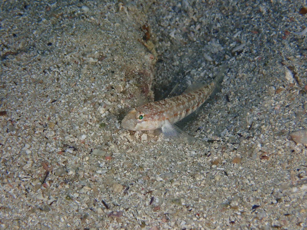 Gobie de Roule - Gobius roulei - <a href=' https://www.inaturalist.org/photos/496845705 '>sebastien_lecomte</a>, <a href='  https://creativecommons.org/licenses/by-nc/4.0/ '>CC BY-NC 4.0</a>, via iNaturalist - BioObs