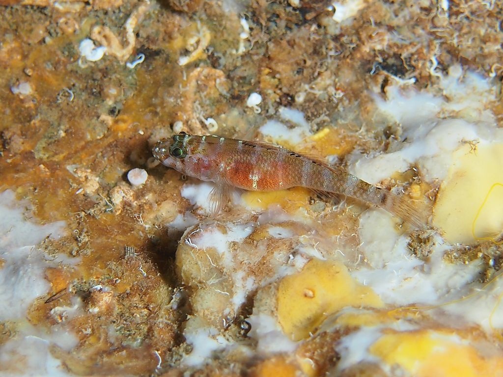 Gobie de Steinitz - Gammogobius steinitzi - <a href=' https://www.inaturalist.org/photos/181401607 '>xavi salvador costa</a>, <a href='  https://creativecommons.org/licenses/by-nc/4.0/ '>CC BY-NC 4.0</a>, via iNaturalist - BioObs