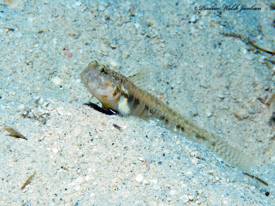 Gobie à points orange - Nes longus - <a href=' https://www.inaturalist.org/photos/346847522 '>Pauline Walsh Jacobson</a>, <a href=' https://creativecommons.org/licenses/by/4.0/ '>CC BY 4.0</a>, via iNaturalist - BioObs