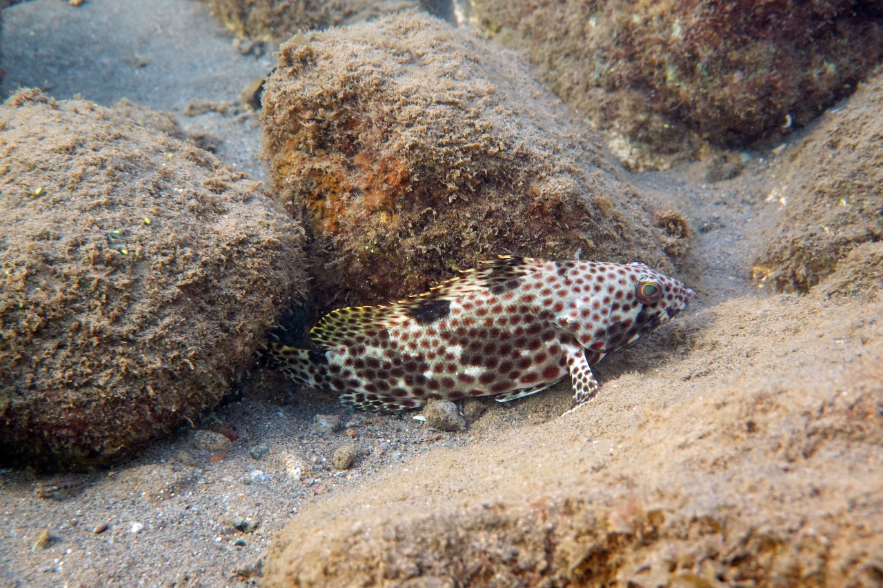 Couronné noir - Epinephelus adscensionis - <a href=' https://www.inaturalist.org/photos/482130652 '>Sue</a>, <a href=' https://creativecommons.org/licenses/by-nc/4.0/ '>CC BY-NC 4.0</a>, via iNaturalist - BioObs