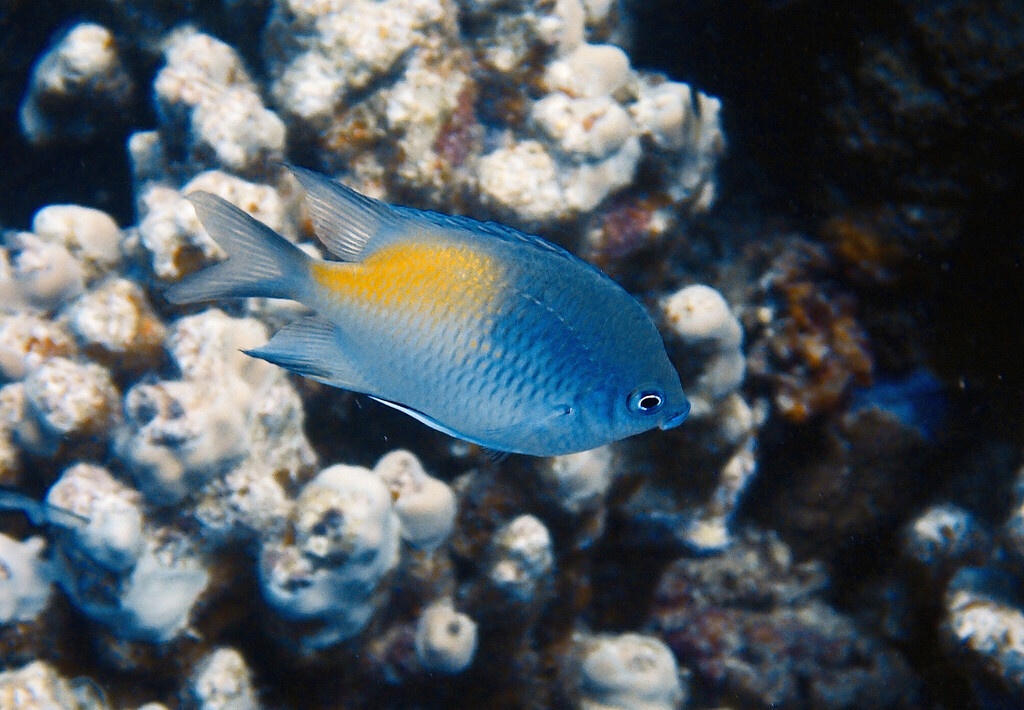 Demoiselle à flancs jaunes - Amblyglyphidodon flavilatus - <a href=' https://www.inaturalist.org/photos/567231945 '>Niccolò Segantini</a>, <a href=' https://creativecommons.org/licenses/by-nc/4.0/  '>CC BY-NC 4.0</a>, via iNaturalist - BioObs