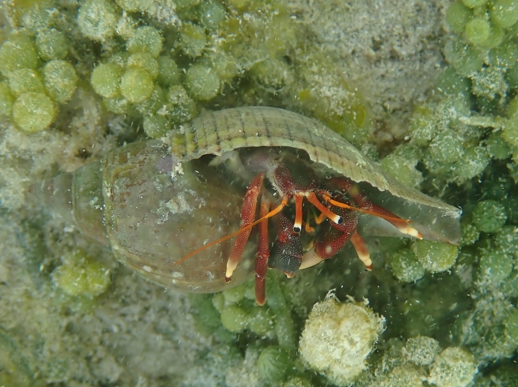 Bernard l'ermite à pattes oranges - Calcinus tibicen - <a href=' https://www.inaturalist.org/photos/518006647 '>Kent Miller</a>, <a href=' https://creativecommons.org/licenses/by-nd/4.0/  '>CC BY-ND 4.0</a>, via iNaturalist - BioObs