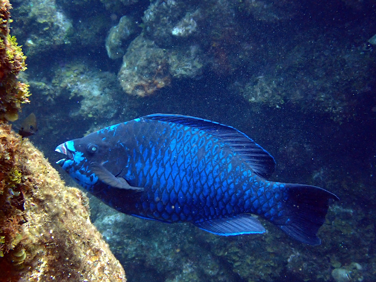 Perroquet de minuit - Scarus coelestinus - <a href=' https://www.inaturalist.org/photos/527779831 '>tim h</a>, <a href=' https://creativecommons.org/licenses/by-nc/4.0/ '>CC BY-NC 4.0</a>, via iNaturalist - BioObs