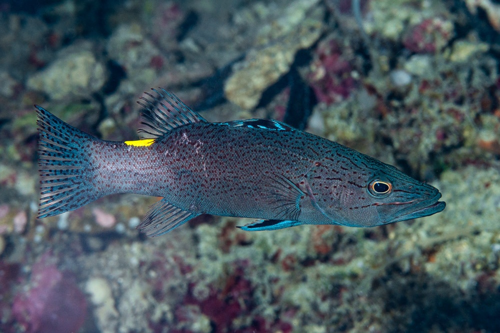 Poisson-savon de Chabanaud - Belonoperca chabanaudi - <a href=' https://www.inaturalist.org/photos/461775463 '>Francois Libert</a>, <a href=' https://creativecommons.org/licenses/by-nc/4.0/ '>CC BY-NC 4.0</a>, via iNaturalist - BioObs