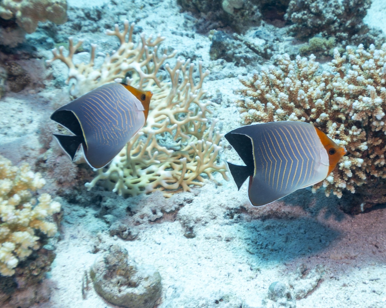 Poisson-papillon à tête orange - Chaetodon larvatus - <a href=' https://www.inaturalist.org/photos/539835032 '>Max Carter</a>, <a href=' https://creativecommons.org/licenses/by-nc/4.0/ '>CC BY-NC 4.0</a>, via iNaturalist - BioObs