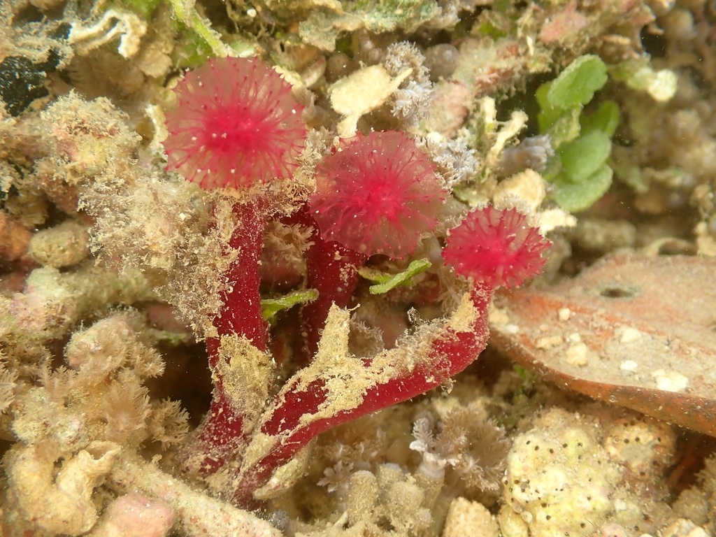 Eponge pompon - Oceanapia sagittaria - <a href=' https://www.inaturalist.org/photos/507718457 '>Amaury Durbano</a>, <a href='  https://creativecommons.org/licenses/by-nc/4.0/ '>CC BY-NC 4.0</a>, via iNaturalist - BioObs