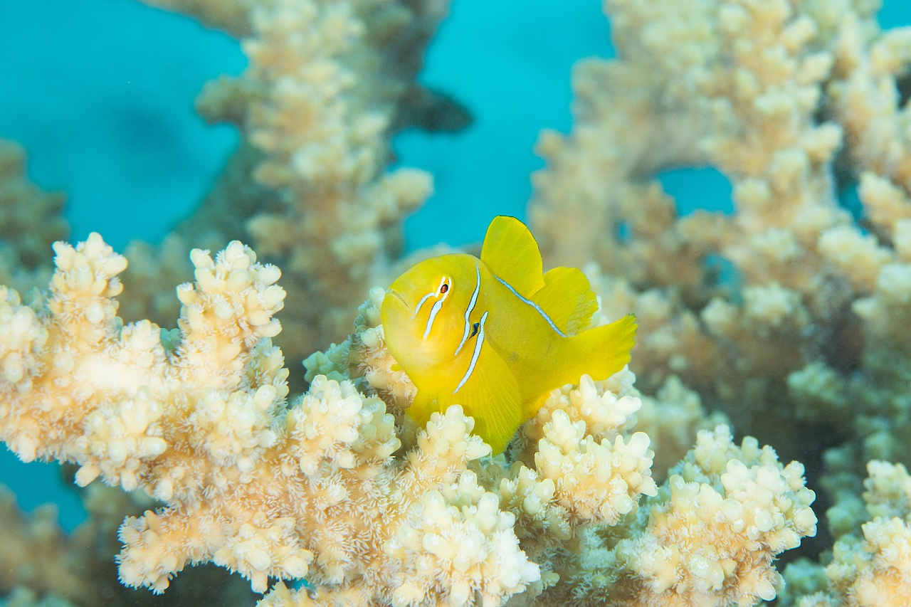 Gobiodon citron - Gobiodon citrinus - <a href=' https://www.inaturalist.org/photos/546163421 '>ianpfarrar</a>, <a href='  https://creativecommons.org/licenses/by-nc/4.0/ '>CC BY-NC 4.0</a>, via iNaturalist - BioObs