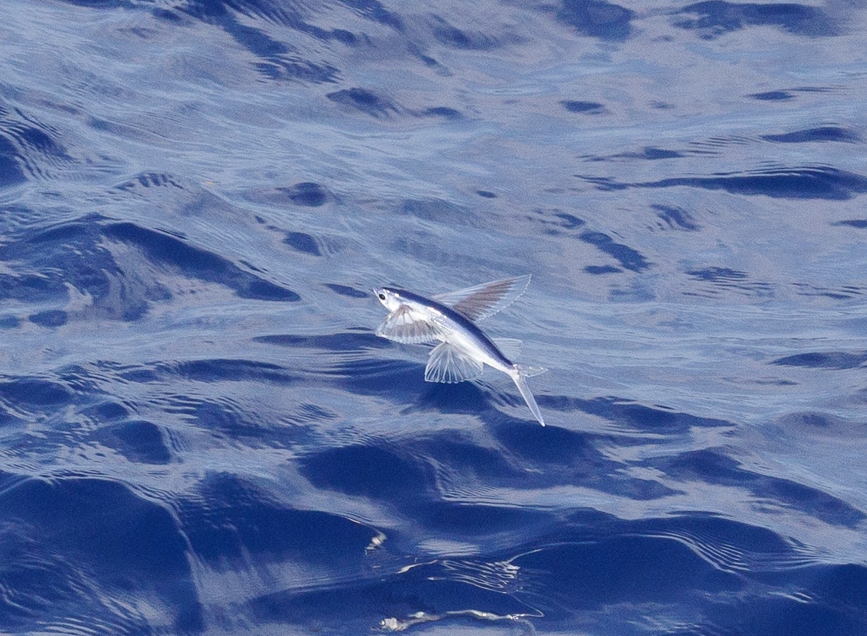 Poisson volant - Cheilopogon sp - <a href=' https://www.inaturalist.org/photos/579051083 '>Katrin Schmidt</a>, <a href=' https://creativecommons.org/licenses/by-nc-nd/4.0/  '>CC BY-NC-ND 4.0</a>, via iNaturalist - BioObs