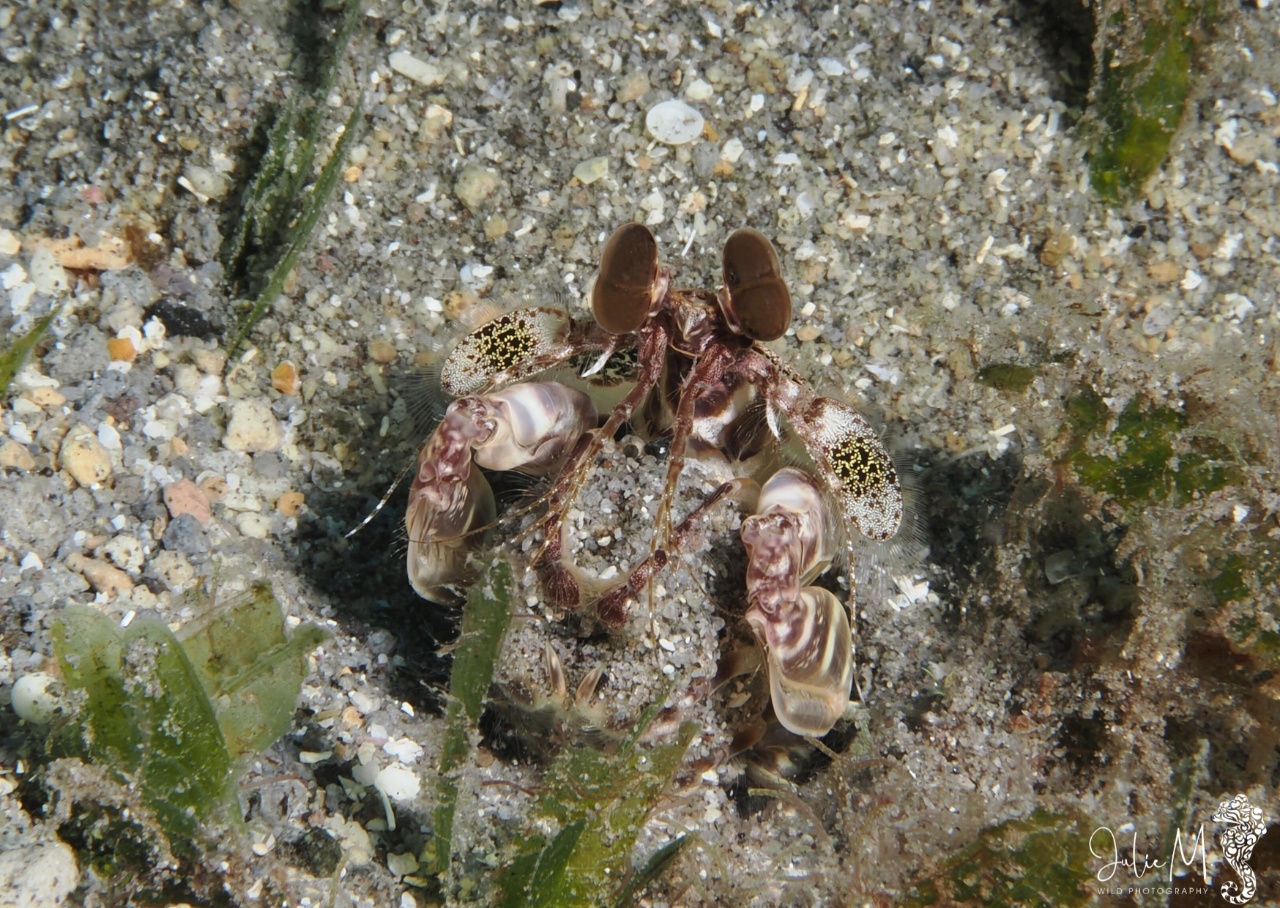 Squille-mante striée des Caraïbes - Lysiosquillina glabriuscula - <a href=' https://www.inaturalist.org/photos/533620946 '>juliem_wildphoto</a>, <a href=' https://creativecommons.org/licenses/by-nc/4.0/ '>CC BY-NC 4.0</a>, via iNaturalist - BioObs