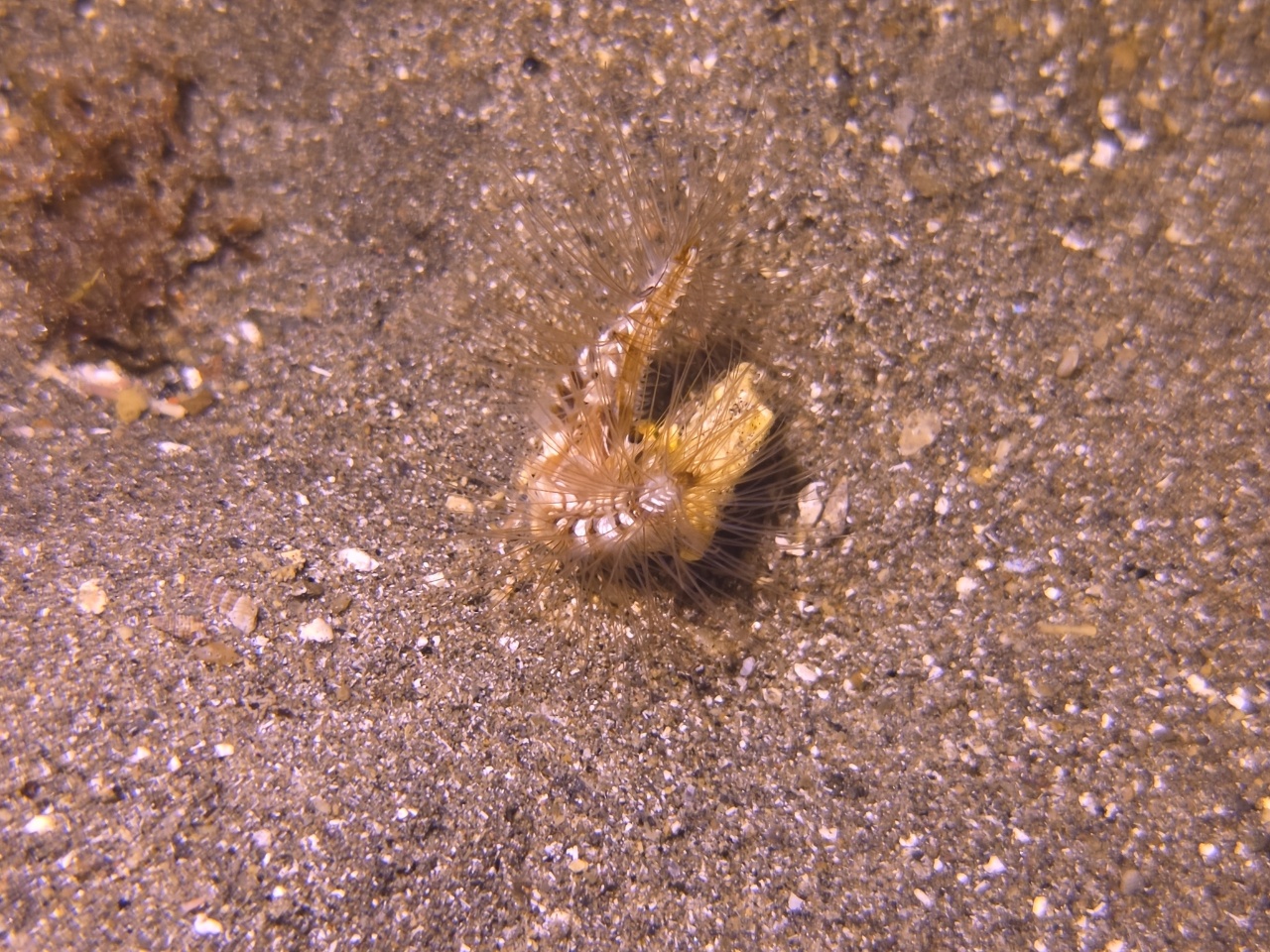 Ver du diable - Lygdamis wirtzi - <a href=' https://www.inaturalist.org/photos/580330082 '>Nicola Faulks</a>, <a href=' https://creativecommons.org/licenses/by/4.0/ '>CC BY 4.0</a>, via iNaturalist - BioObs