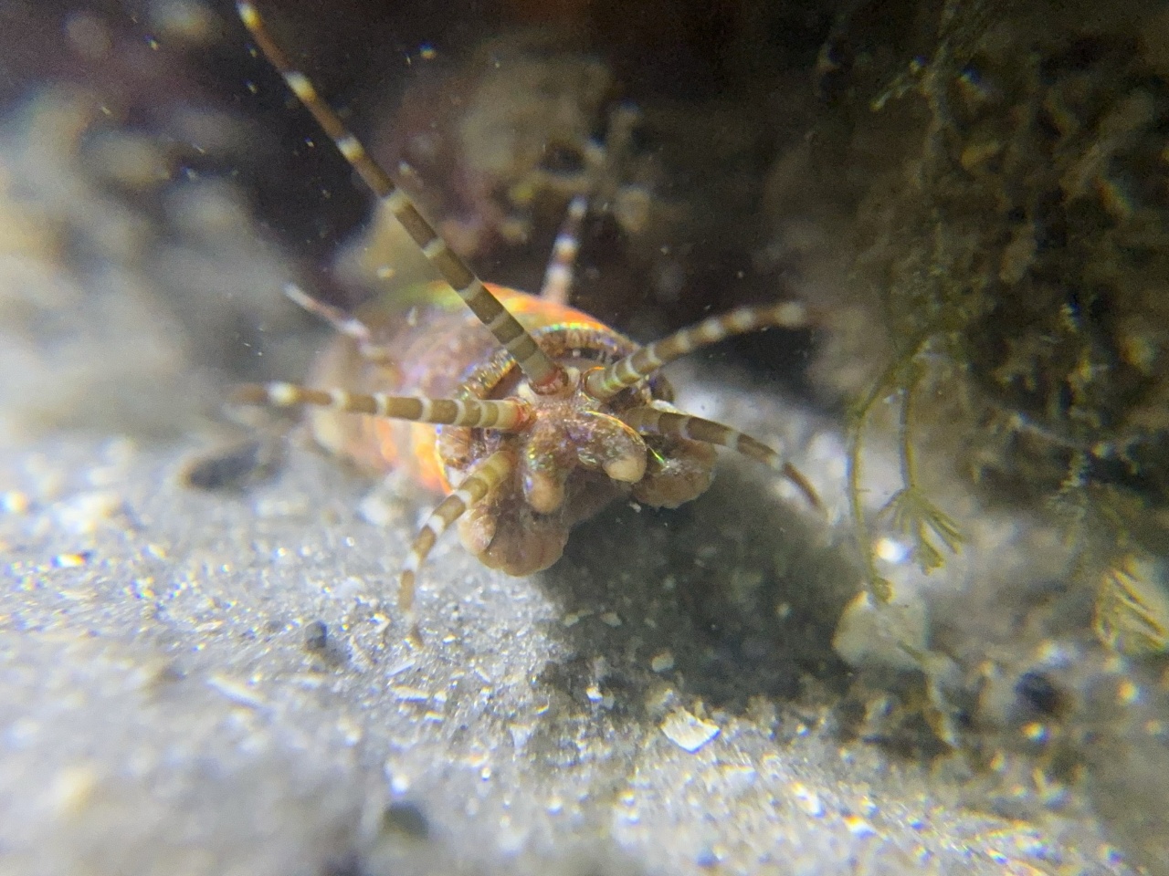 Ver géant des Antilles - Eunice sp. - <a href=' https://www.inaturalist.org/photos/559537172 '>gerb1234</a>, <a href=' https://creativecommons.org/licenses/by-nc/4.0/ '>CC BY-NC 4.0</a>, via iNaturalist - BioObs