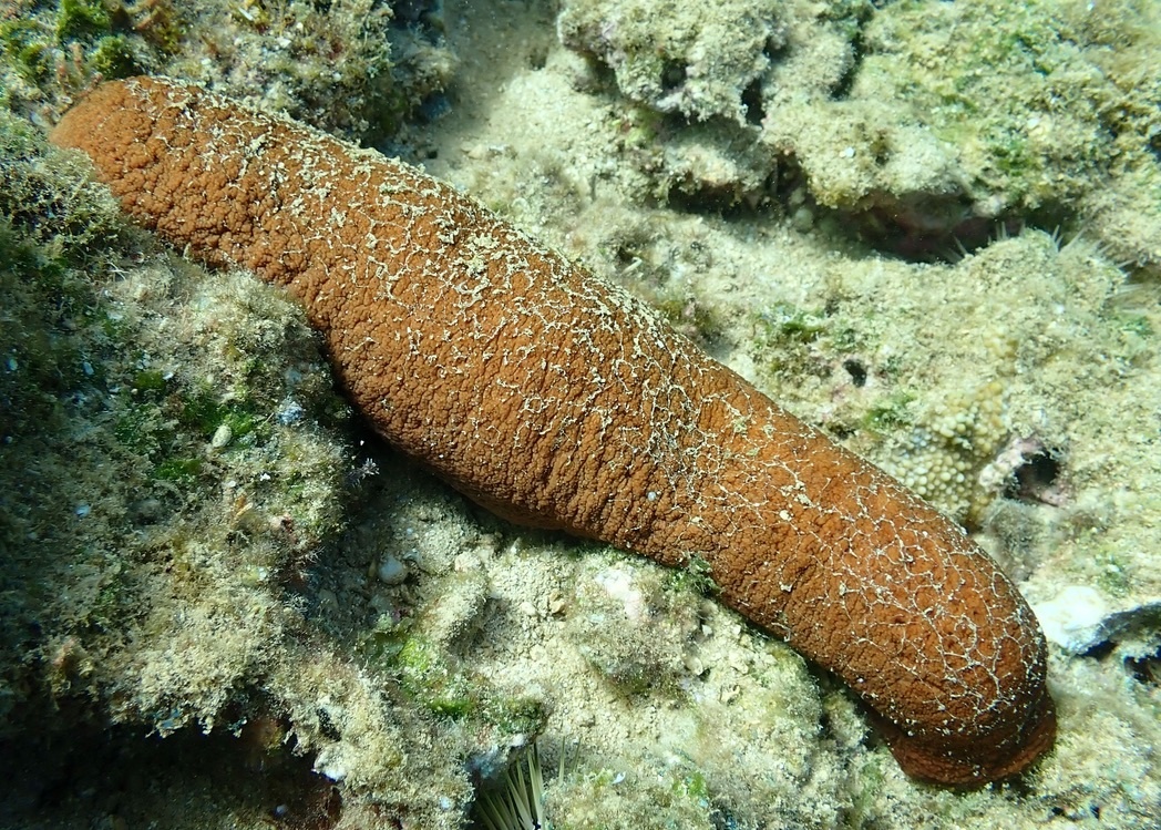 Holothurie obèse - Actinopyga obesa - <a href=' https://www.inaturalist.org/photos/555344810 '>Thomas Irvine</a>, <a href='  https://creativecommons.org/licenses/by/4.0/ '>CC BY 4.0</a>, via iNaturalist - BioObs