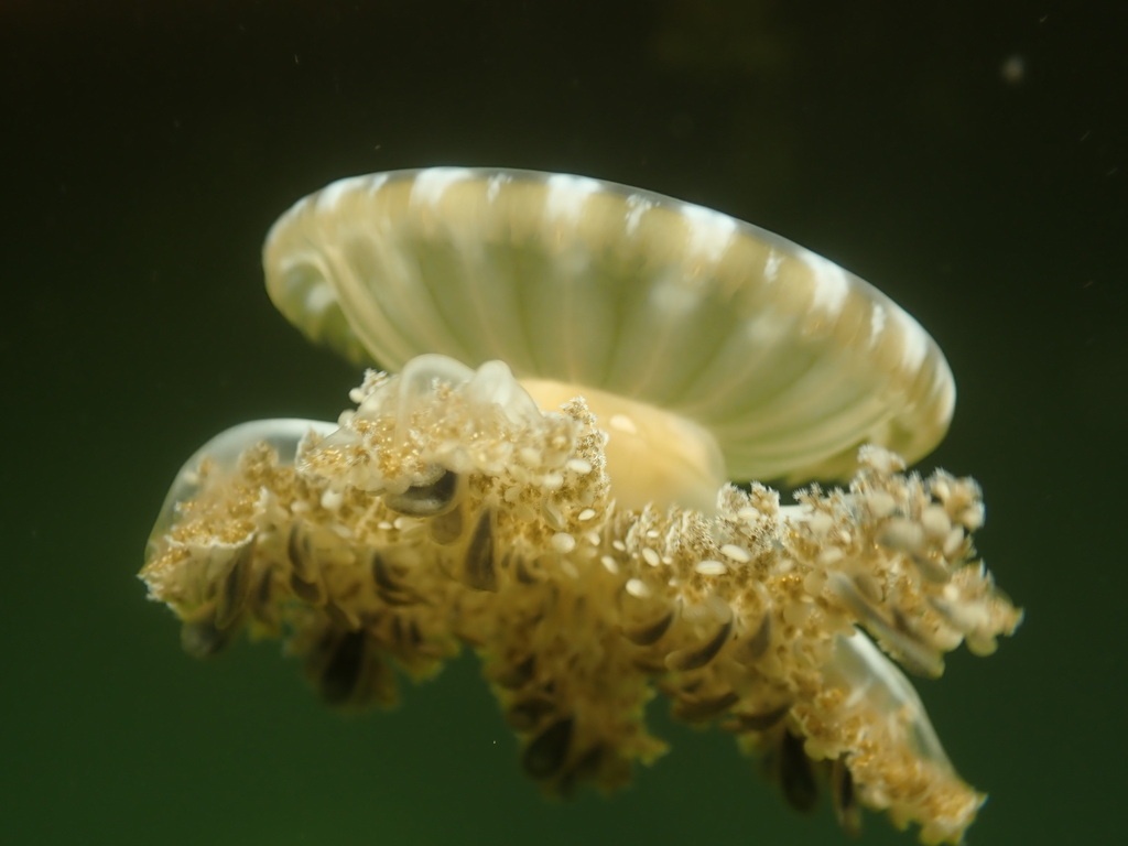 Cassiopée de mangrove - Cassiopea xamachana - <a href=' https://www.inaturalist.org/photos/428738472 '>Nils van der Haar</a>, <a href=' https://creativecommons.org/licenses/by-nc/4.0/  '>CC BY-NC 4.0</a>, via iNaturalist - BioObs