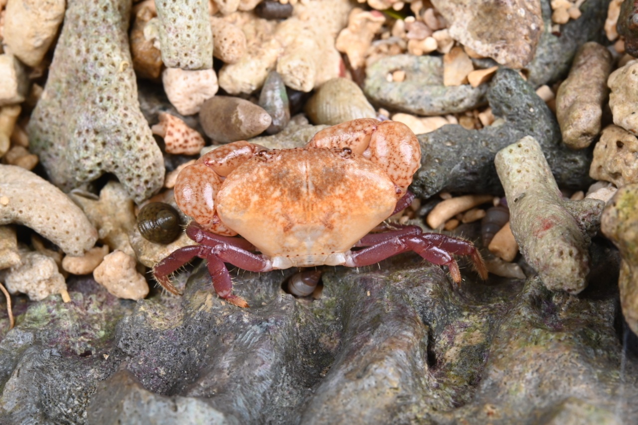 Pseudozius caystrus - Pseudozius caystrus - <a href='  https://www.inaturalist.org/photos/507807542 '>KrabX</a>, <a href=' https://creativecommons.org/licenses/by-nc-nd/4.0/ '>CC BY-NC-ND 4.0</a>, via iNaturalist - BioObs