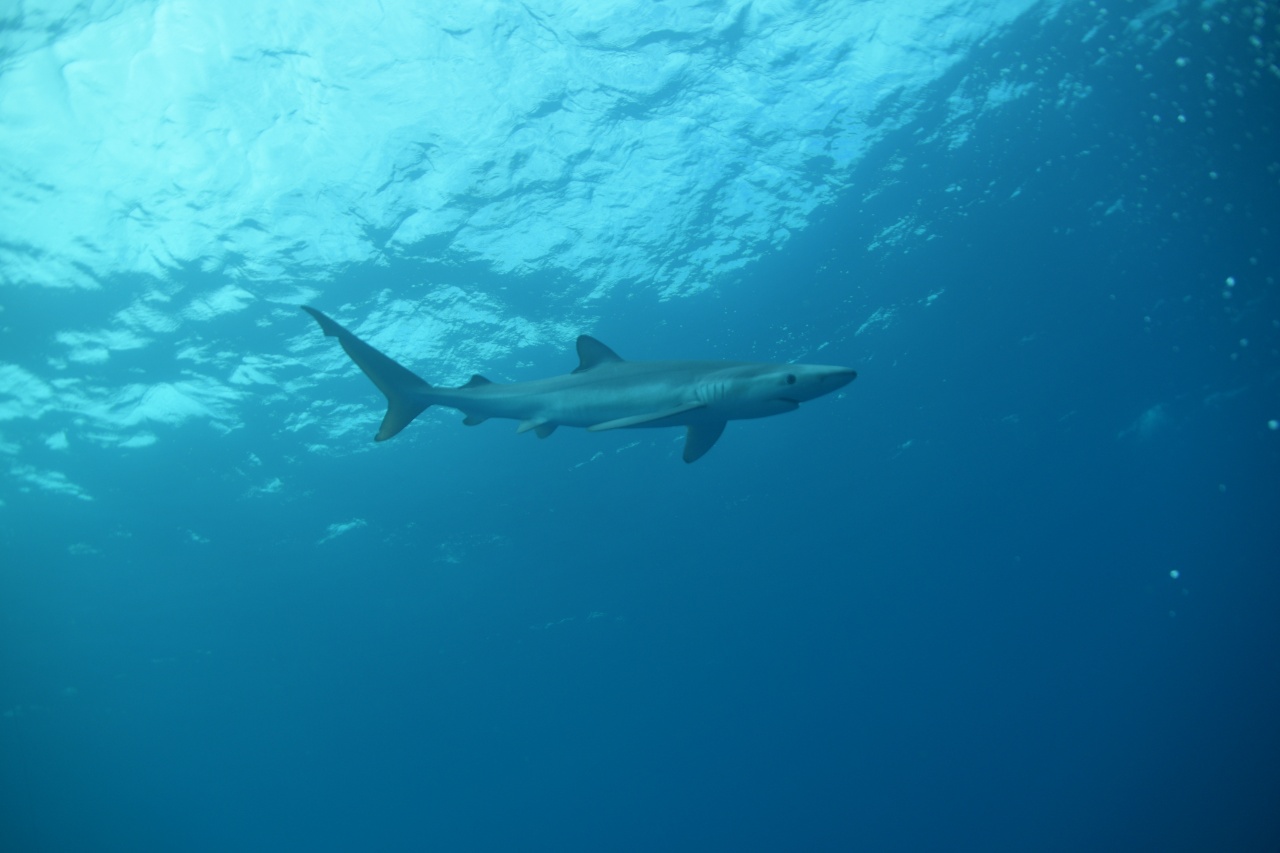 Requin peau bleue - Prionace glauca - <a href=' https://www.inaturalist.org/photos/568502607 '>Kenn Papadopoulo</a>, <a href=' https://creativecommons.org/licenses/by-nc/4.0/ '>CC BY-NC 4.0</a>, via iNaturalist - BioObs