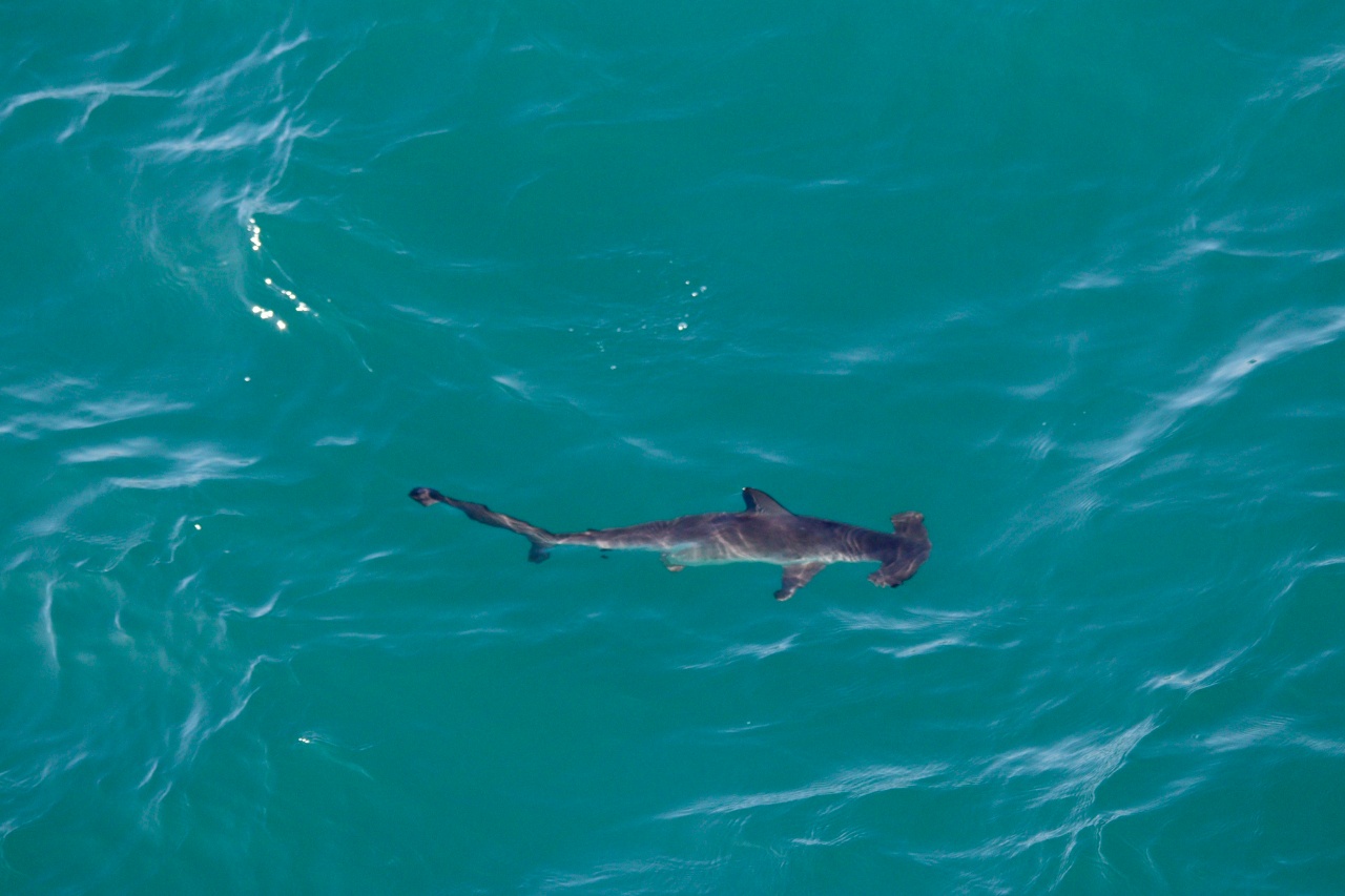 Requin marteau commun - Sphyrna zygaena - <a href=' https://www.inaturalist.org/photos/481486721 '>rorieduncan</a>, <a href=' https://creativecommons.org/licenses/by-nc/4.0/ '>CC BY-NC 4.0</a>, via iNaturalist - BioObs